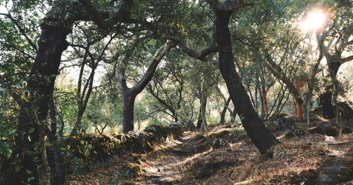 Trails Portugal Nature